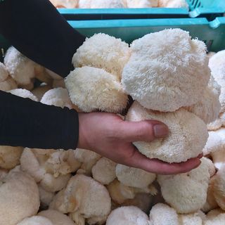 제현숙드림버섯농장님의 자유주제 · 자유게시판 작성글 사진