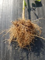 팜모닝 고추·병해충상담 게시글 이미지