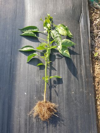 초보농사님의 고추 · 병해충상담 작성글 사진