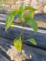 팜모닝 농사, 무엇이든 물어보세요!·참여글 게시글 이미지