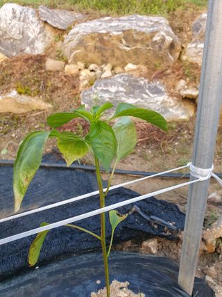 블루베리20274님의 농사, 무엇이든 물어보세요! · 참여글 작성글 사진