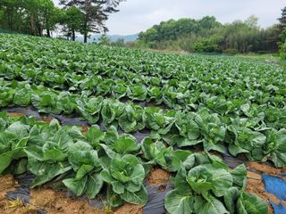 황재수님의 5월 내 작물 자랑하기 · 참여글 작성글 사진