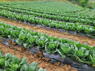 황재수님의 5월 내 작물 자랑하기 · 참여글 작성글 사진