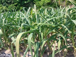 낙동강변님의 자유주제 · 자유게시판 작성글 사진