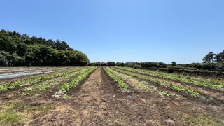 youngB님의 호박 · 영농일지 작성글 사진