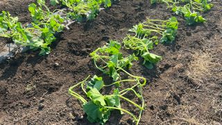 youngB님의 호박 · 영농일지 작성글 사진