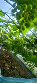 팜모닝 포도·영농일지 게시글 이미지