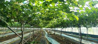 서대산향수님의 포도 · 영농일지 작성글 사진