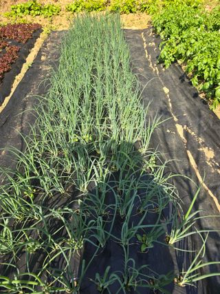 청계닭님의 5월 내 작물 자랑하기 · 참여글 작성글 사진