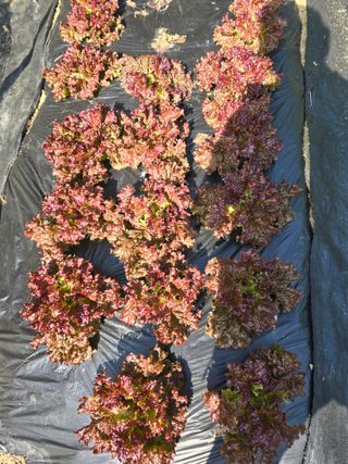 청계닭님의 5월 내 작물 자랑하기 · 참여글 작성글 사진