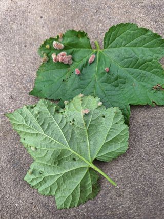 박수천님의 딸기 · 병해충상담 작성글 사진