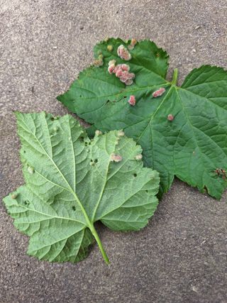 박수천님의 딸기 · 병해충상담 작성글 사진