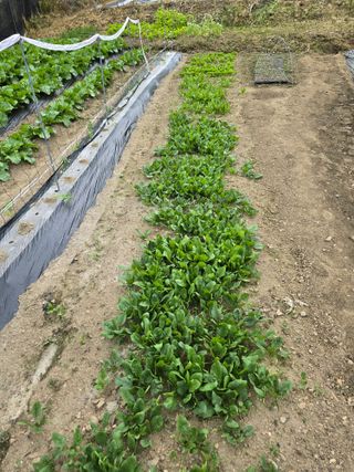 청계닭님의 5월 내 작물 자랑하기 · 참여글 작성글 사진