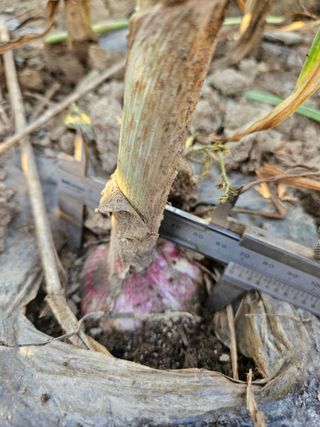 배필이님의 자유주제 · 자유게시판 작성글 사진