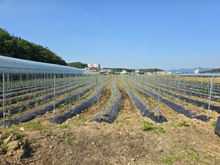 대광자동차공업사님의 고추 · 파종•정식 작성글 사진