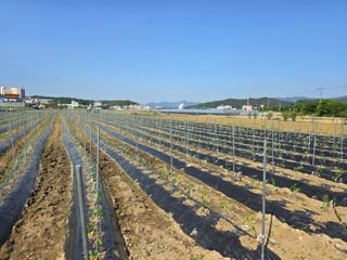 대광자동차공업사님의 고추 · 파종•정식 작성글 사진