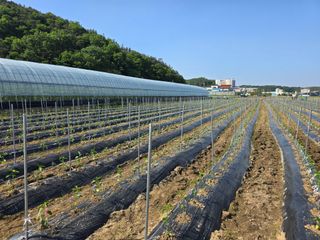 대광자동차공업사님의 고추 · 파종•정식 작성글 사진