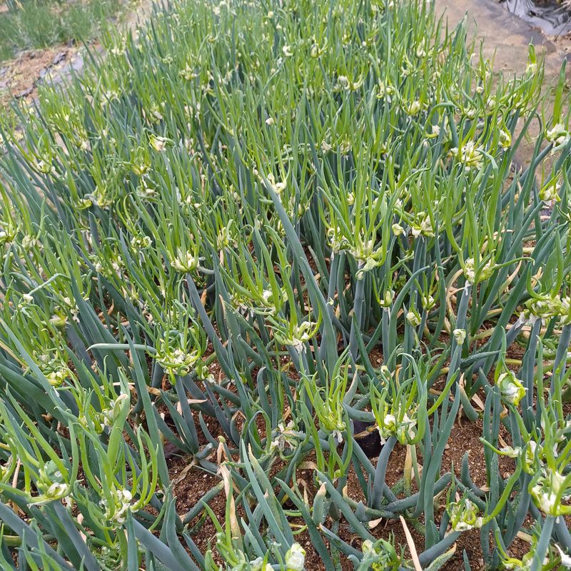 삼성농산님의 장터 판매 상품 [(완료)삼동파.자색삼동파.영양부추] 첨부 사진