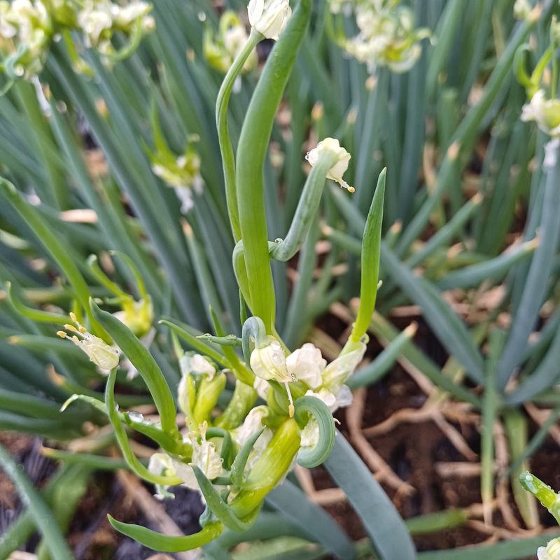 삼성농산님의 장터 판매 상품 [(완료)삼동파.자색삼동파.영양부추] 첨부 사진