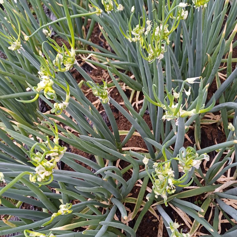 삼성농산님의 장터 판매 상품 [(완료)삼동파.자색삼동파.영양부추] 첨부 사진