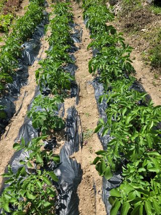 두릅나무20315님의 5월 내 작물 자랑하기 · 참여글 작성글 사진