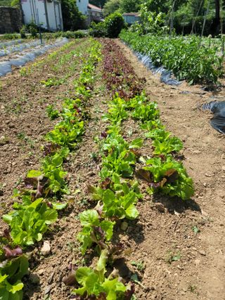 두릅나무20315님의 5월 내 작물 자랑하기 · 참여글 작성글 사진