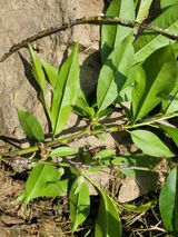 팜모닝 복숭아·병해충상담 게시글 이미지