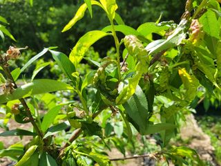 주창규님의 복숭아 · 병해충상담 작성글 사진