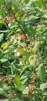 팜모닝 블루베리·영농일지 게시글 이미지