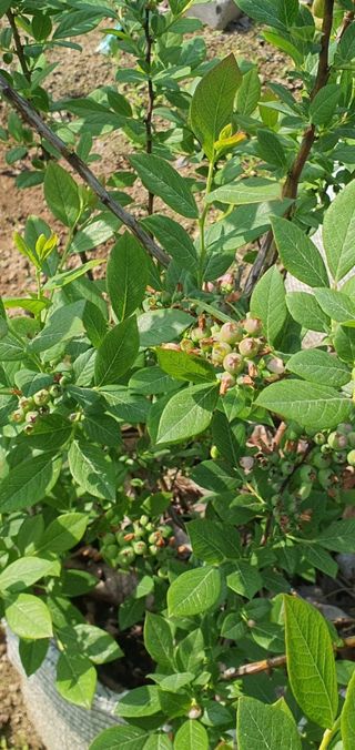 이춘기님의 블루베리 · 영농일지 작성글 사진