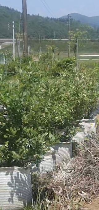 이춘기님의 블루베리 · 영농일지 작성글 사진