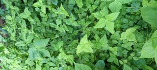 사과15865김도화님의 자유주제 · 사진전 작성글 사진