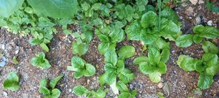 사과15865김도화님의 자유주제 · 사진전 작성글 사진