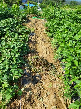 칠곡가산 최지훈님의 고구마 · 병해충상담 작성글 사진