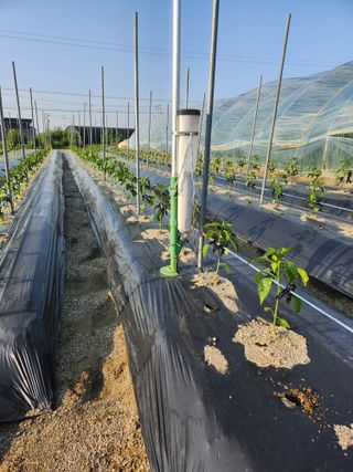 진기섭님의 고추 · 영농일지 작성글 사진