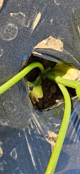 팜모닝 호박·영농일지 게시글 이미지