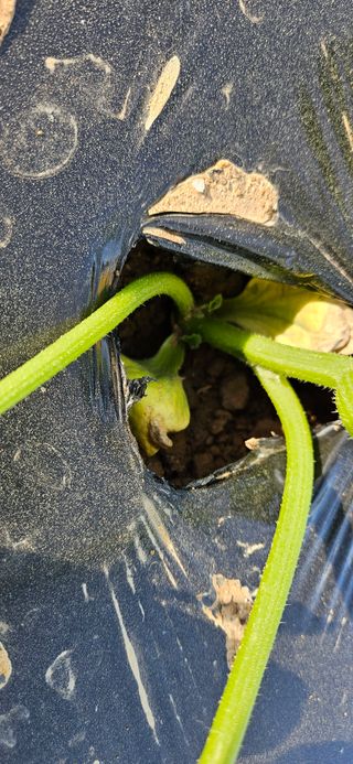 김홍겸님의 호박 · 영농일지 작성글 사진