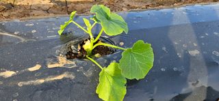 김홍겸님의 호박 · 영농일지 작성글 사진