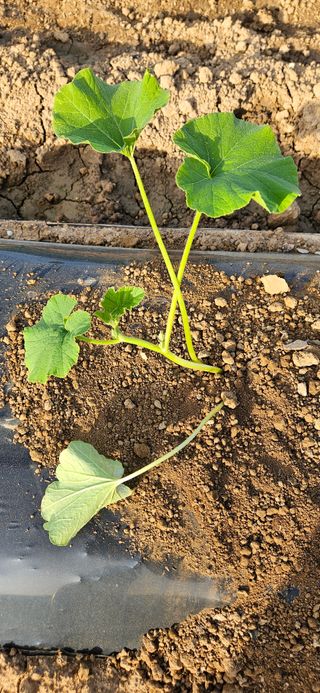 김홍겸님의 호박 · 영농일지 작성글 사진