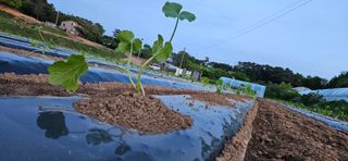 김홍겸님의 호박 · 영농일지 작성글 사진