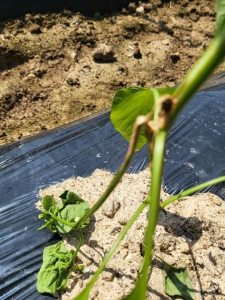 초보농 유경님의 농사, 무엇이든 물어보세요! · 참여글 작성글 사진