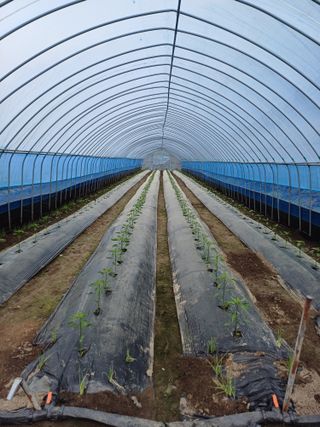 고향지킴이님의 5월 내 작물 자랑하기 · 참여글 작성글 사진