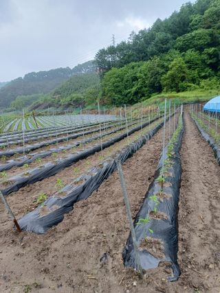 고향지킴이님의 5월 내 작물 자랑하기 · 참여글 작성글 사진