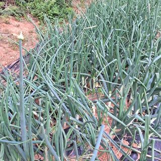 bpjh9173님의 5월 내 작물 자랑하기 · 참여글 작성글 사진