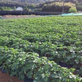 bpjh9173님의 5월 내 작물 자랑하기 · 참여글 작성글 사진