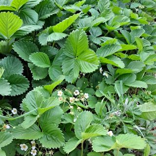 bpjh9173님의 5월 내 작물 자랑하기 · 참여글 작성글 사진