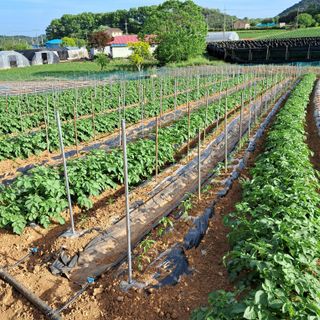 bpjh9173님의 5월 내 작물 자랑하기 · 참여글 작성글 사진