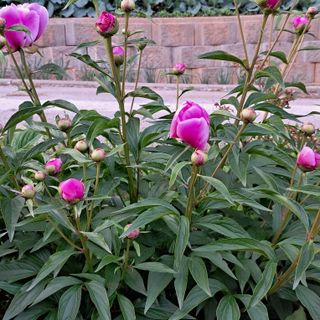 bpjh9173님의 5월 내 작물 자랑하기 · 참여글 작성글 사진