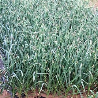 bpjh9173님의 5월 내 작물 자랑하기 · 참여글 작성글 사진