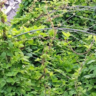 bpjh9173님의 5월 내 작물 자랑하기 · 참여글 작성글 사진